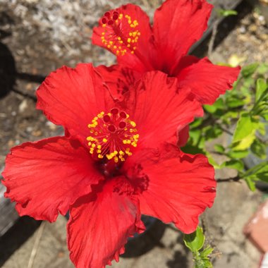 Hibiscus 'Tonga Wind'