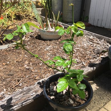 Rose (Hybrid Tea)