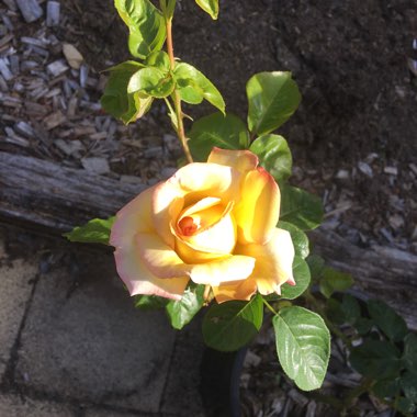 Rose (Hybrid Tea)