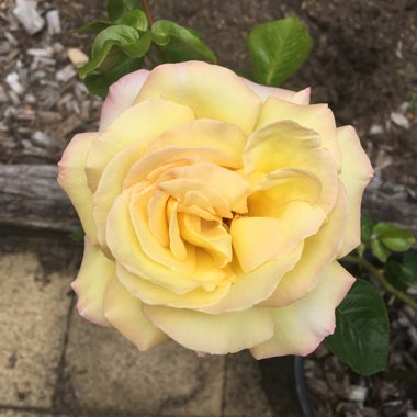 Rose (Hybrid Tea)