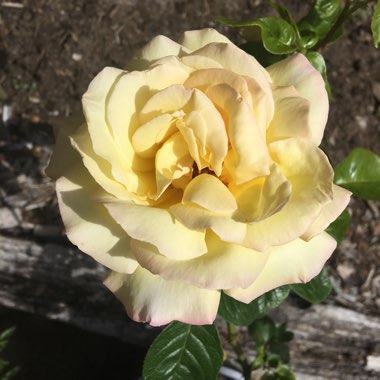 Rose (Hybrid Tea)