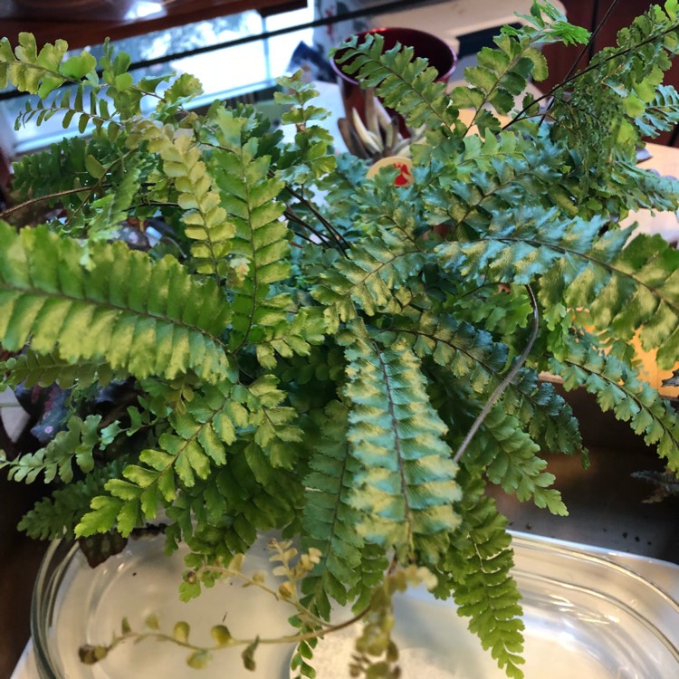 Plant image Adiantum hispidum