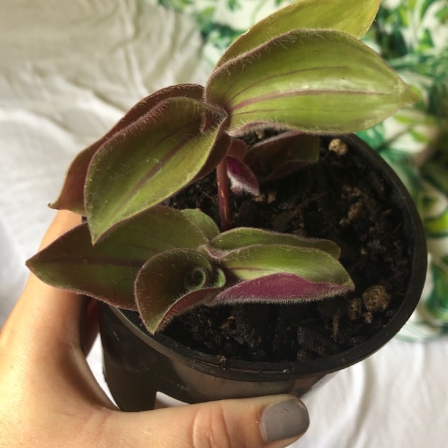 plant image 1218979 plant image 1218979