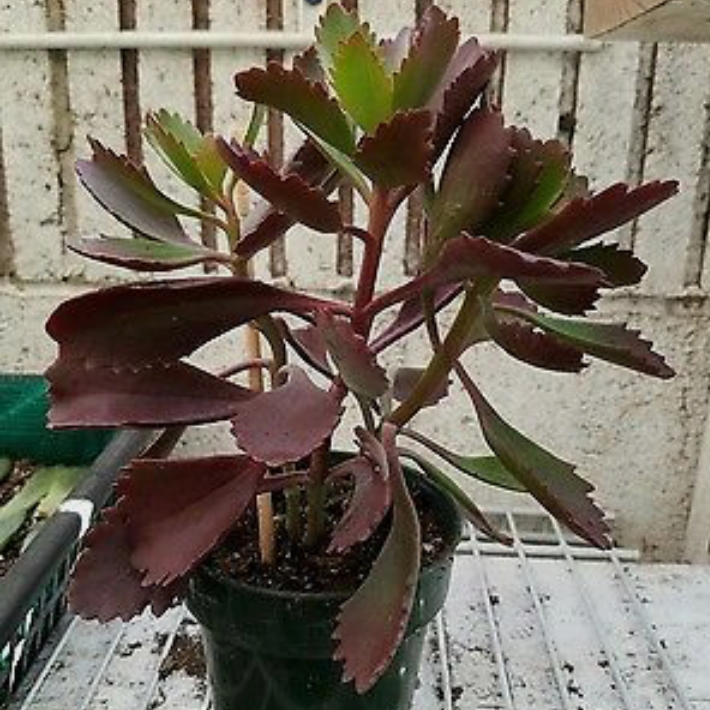 plant image 1218982