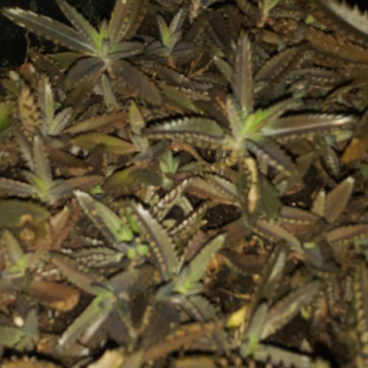 Plant image Kalanchoe x Houghtonii