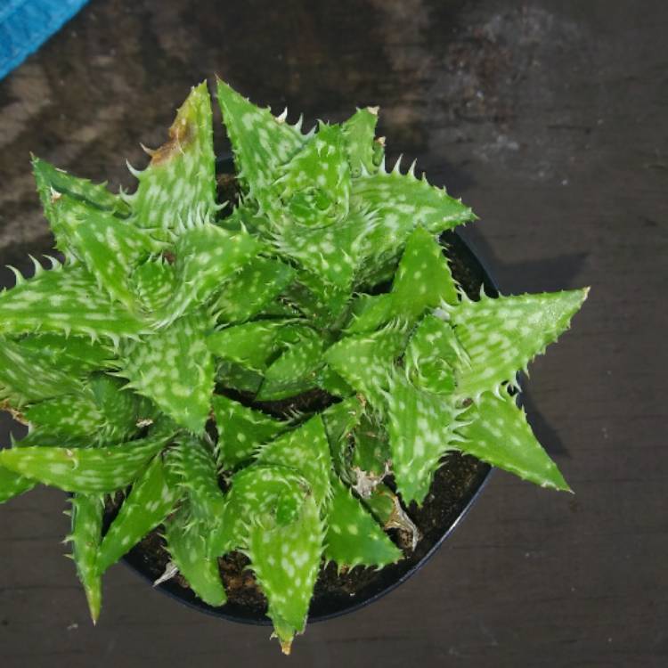 plant image 1219160