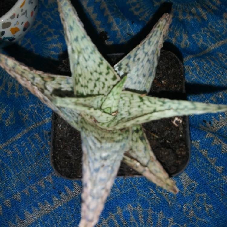 Plant image Aloe 'Quicksilver'