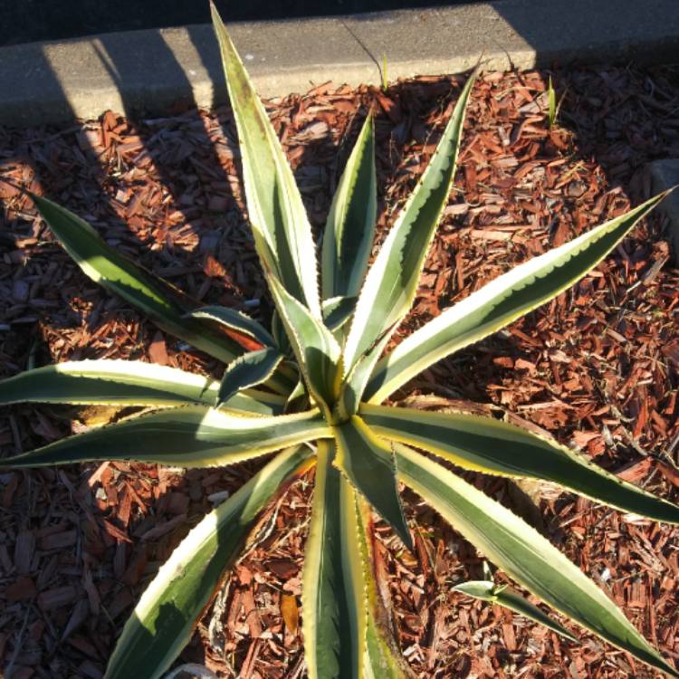 Plant image Agave Americana 'Marginata'