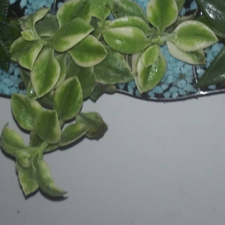 Plant image Aptenia cordifolia variegata 'Crystal'
