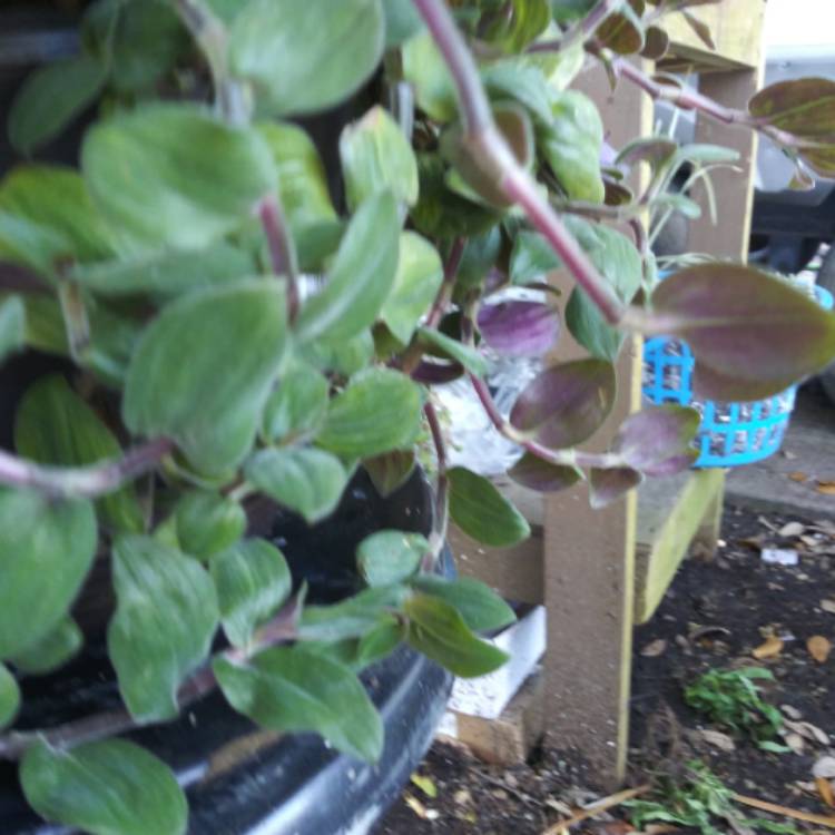 Plant image Tradescantia chrysophylla 'Baby Bunny Bellies'