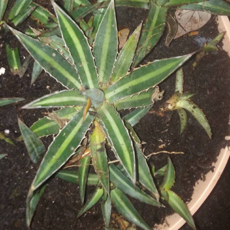 Plant image Agave Funkiana
