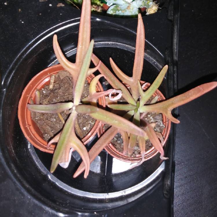 Plant image Senecio 'Elk Horns'