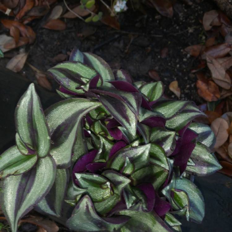 plant image 1242277 plant image 1242277