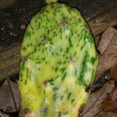 Opuntia ficus-indica 'Sunburst'