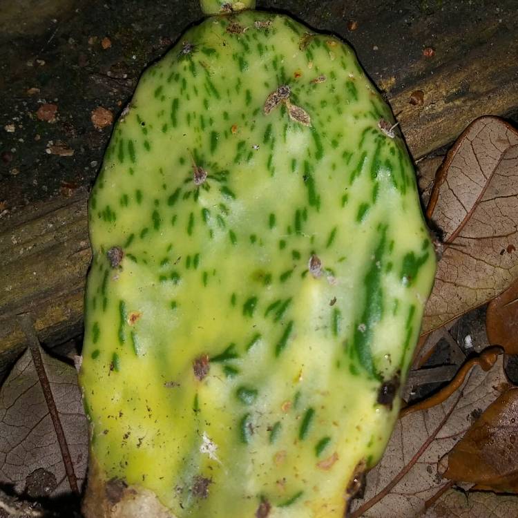 plant image 1244692