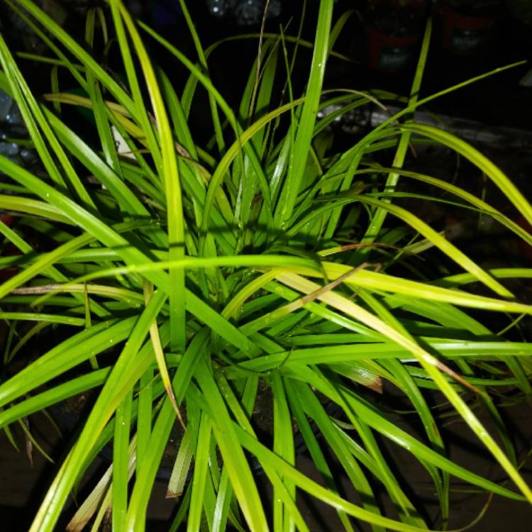 Plant image Carex oshimensis 'Everillo'