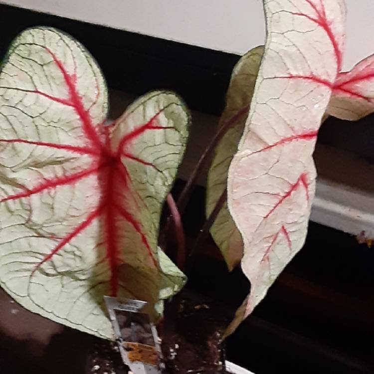 Plant image Caladium 'White Queen'