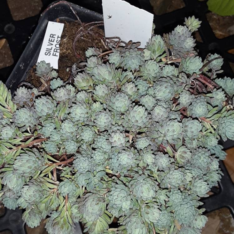Plant image Sedum Nevii 'Silver Frost'