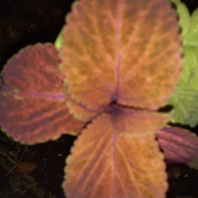 Plant image Solenostemon scutellarioides 'Uf12823' syn. Solenostemon scutellarioides 'Campfire'