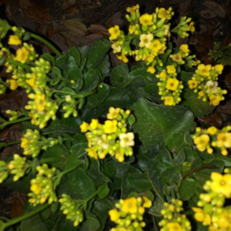 Plant image Kalanchoe Blossfeldiana 'Yellow'