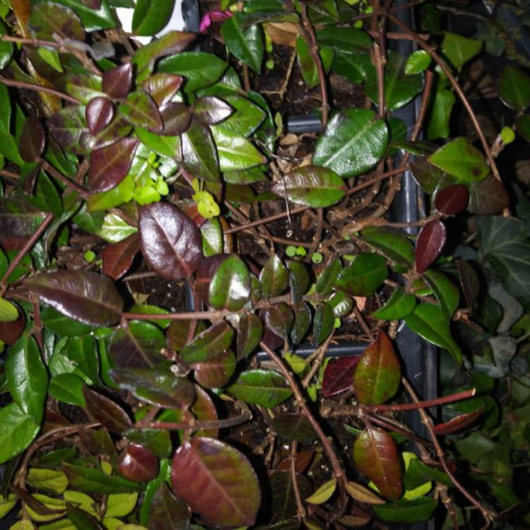 Plant image Trachelospermum jasminoides 'Tricolor'