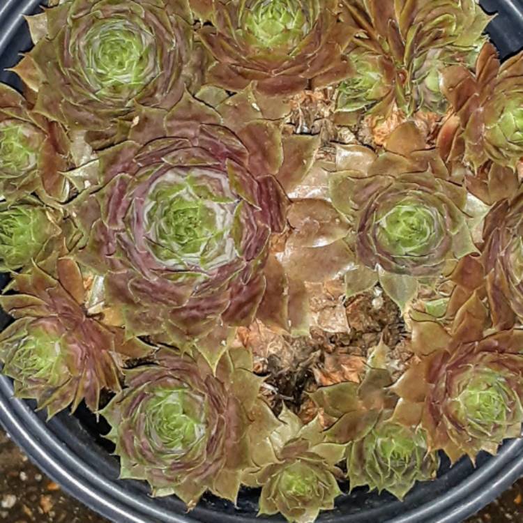 plant image 1269025