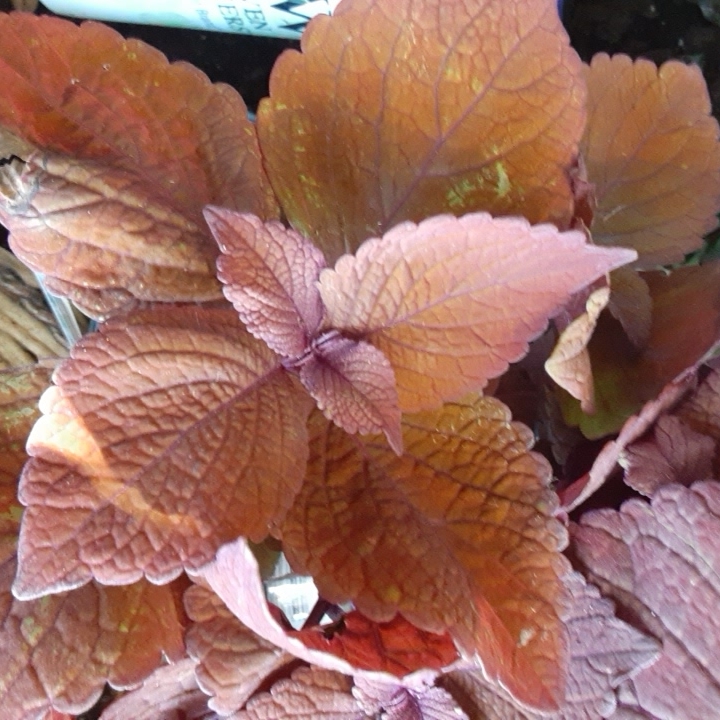Plant image Plectranthus scutellarioides 'Chamaeleon'