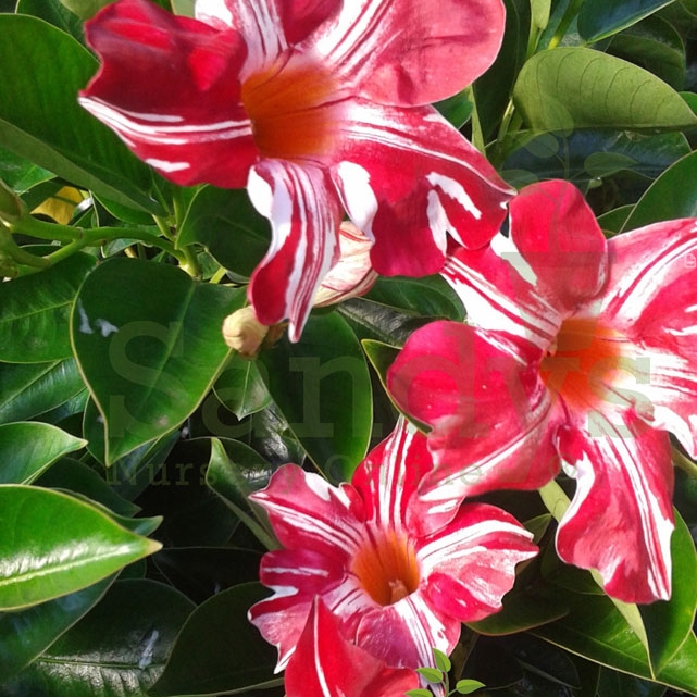 Plant image Mandevilla 'Sunparasuji' syn. Mandevilla 'Sun Parasol Stars and Stripes', Mandevilla 'Sundaville Red Star'