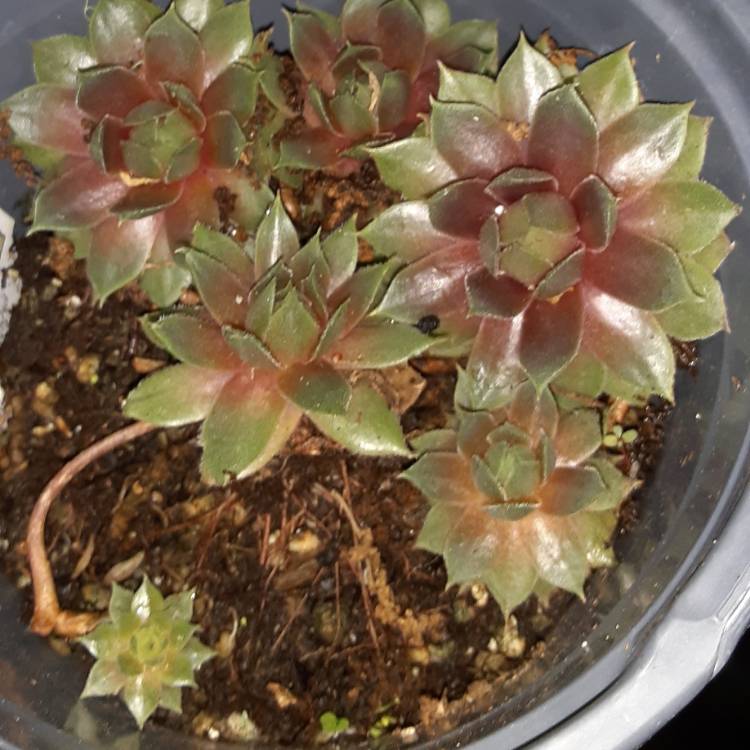 Plant image Sempervivum Commander Hay