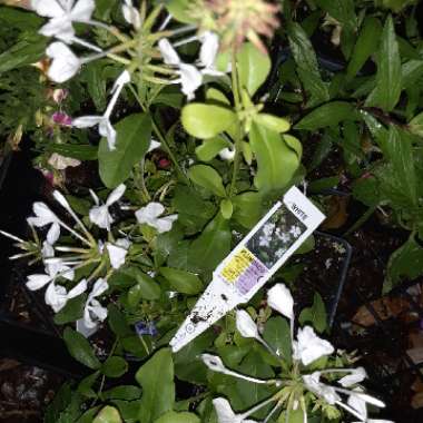 Plumbago auriculata f. alba syn. Plumbago auriculata var. alba, Plumbago capensis alba, Plumbago capensis 'Alba'