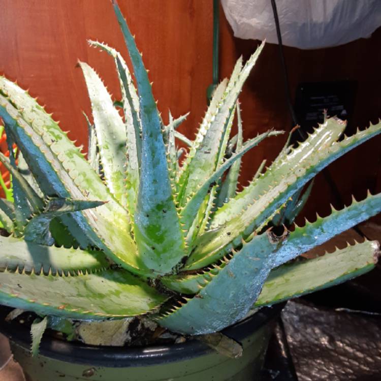 Plant image Aloe 'Walmsley's Blue'
