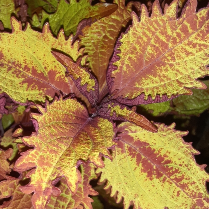 Plant image Plectranthus scutellarioides 'Balcenna' syn. Plectranthus scutellarioides 'Henna'