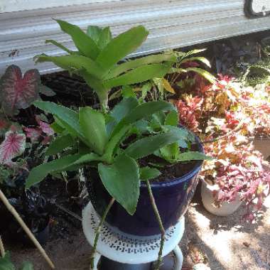 Callisia Fragrans