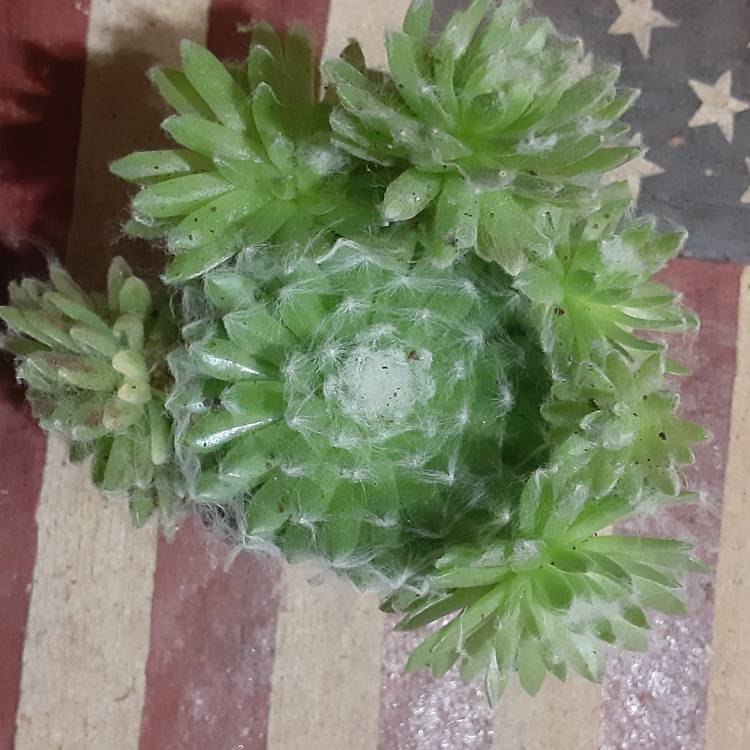plant image 1323433