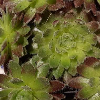 Sempervivum Icicle