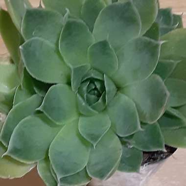 Sempervivum Heuffelii Xanthoheff