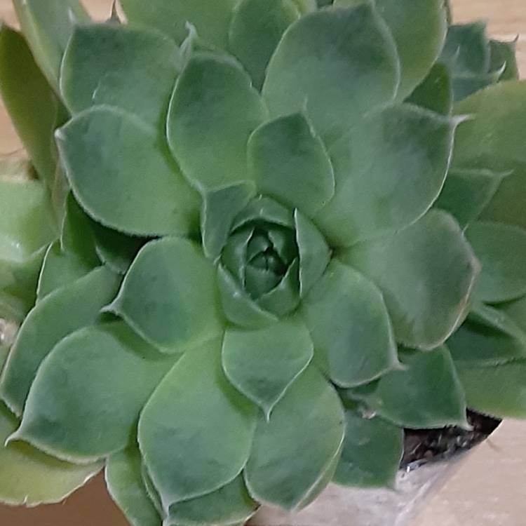 plant image 1330053