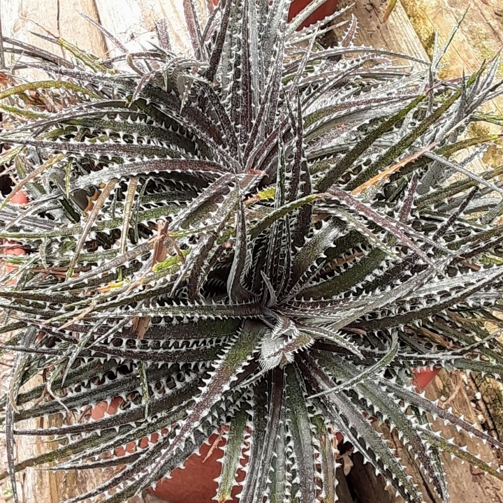 plant image 1334409