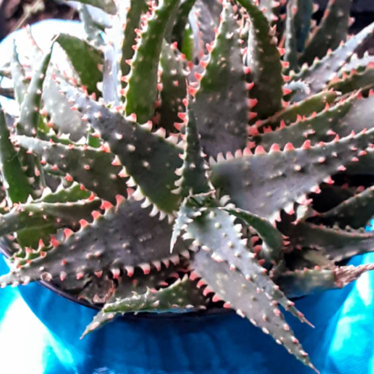 Plant image Aloe 'Christmas Sleigh'