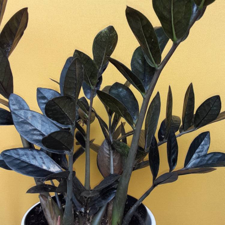 plant image 1342784