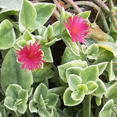 Dorotheanthus Bellidiformis