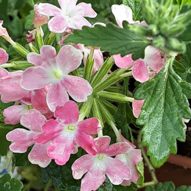 plant image 1349943
