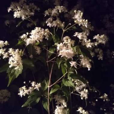 Clematis 'Terniflora'