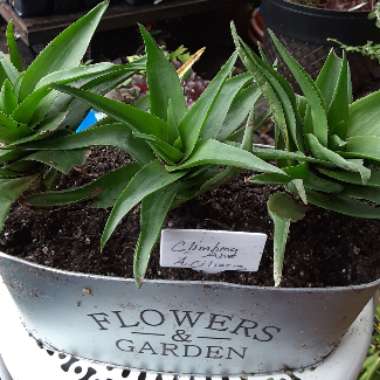 Aloe Ciliaris