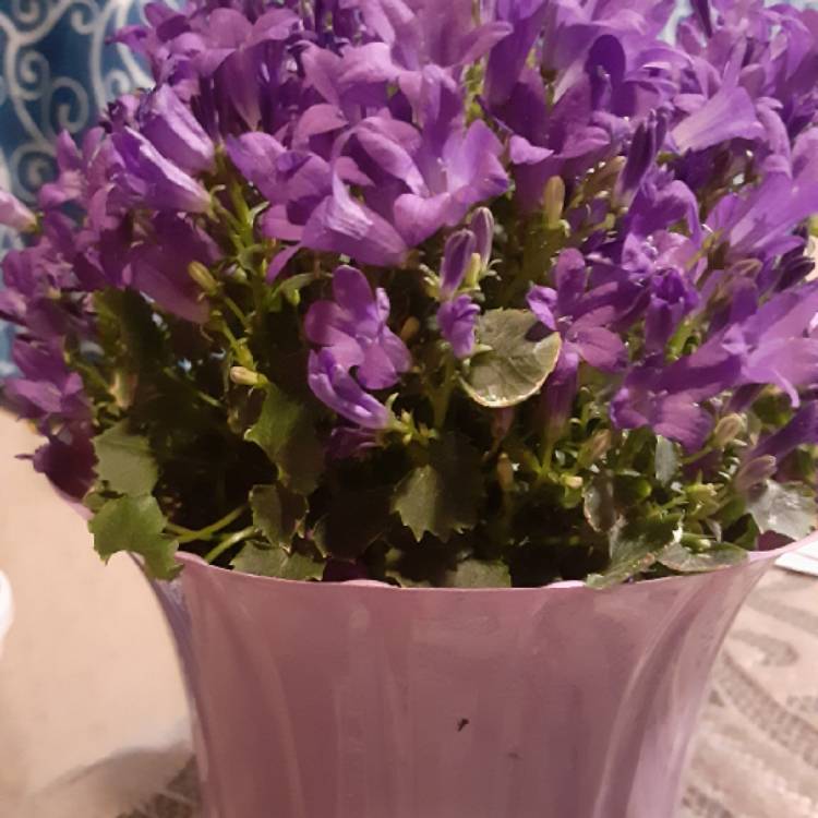 Plant image Campanula 'Get Mee'