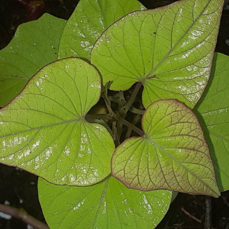 Plant image Ipomoea Batatas 'Sweet Caroline Green'