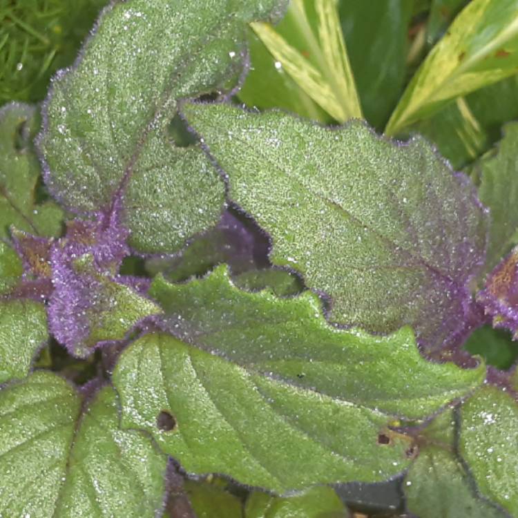 Plant image Gynura Aurantiaca 'Purple Passion'