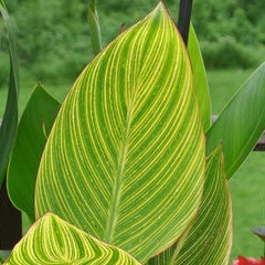 Canna 'Pretoria' syn. Canna 'Bengal Tiger', Canna 'Striata', Canna 'Palida', Canna 'Malawiensis', Canna 'Malawiensis Variegata', Canna 'Praetoria', Canna 'Pretoria Variegata', Canna 'Kaepit'