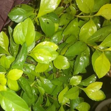 Duranta erecta 'Sheena's Gold' syn. Duranta repens 'Sheena's Gold'