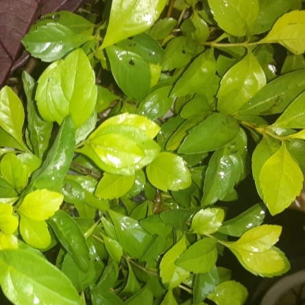 Plant image Duranta erecta 'Sheena's Gold' syn. Duranta repens 'Sheena's Gold'